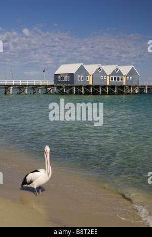 Busselton Jetty und Pelikan, Western Australia, Australia Stockfoto