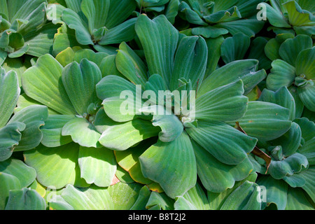 Ao Nang: Tropical Garden Resort: Wasserhyazinthe Stockfoto