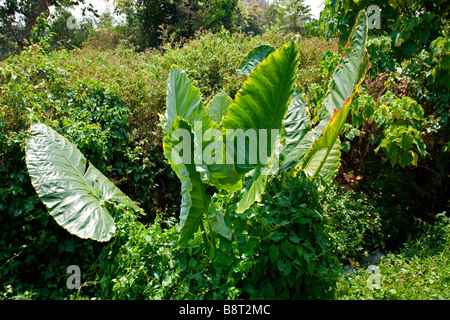 Ao Nang: Tropical Garden Resort: heimische Flora Stockfoto