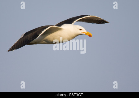 Kelp Gull (Larus Dominicanus) im Flug Stockfoto