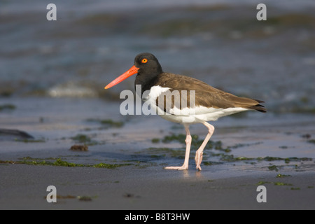 Amerikanischer Austernfischer (Haematopus Palliatus) am Strand Stockfoto