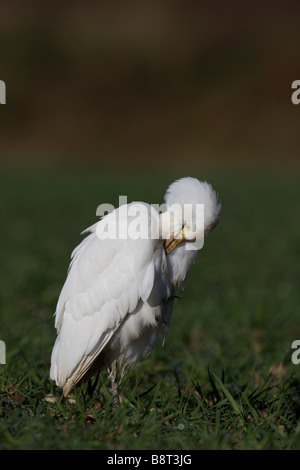 Kuhreiher Bubulcus ibis Stockfoto