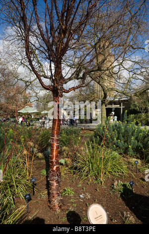 Tibetische Kirschbaum Prunus Serrula Stockfoto