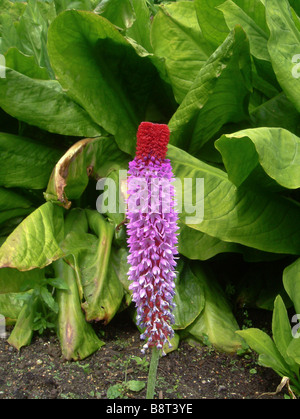 Primula vialii Stockfoto