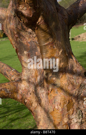 Acer Griseum, Papier-Rinde Ahorn Baumstamm. Stockfoto