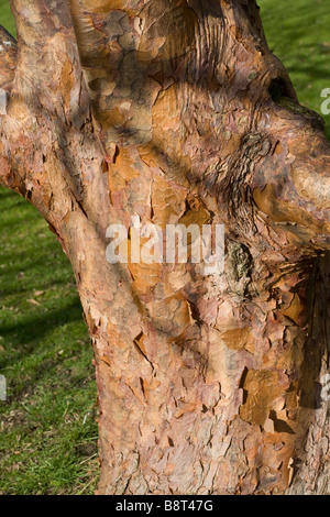 Acer Griseum, Papier-Rinde Ahorn Baumstamm. Stockfoto