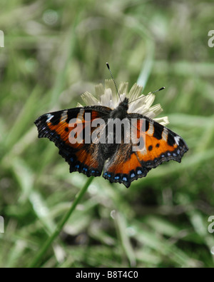 Kleiner Fuchs Schmetterling auf Löwenzahn Stockfoto