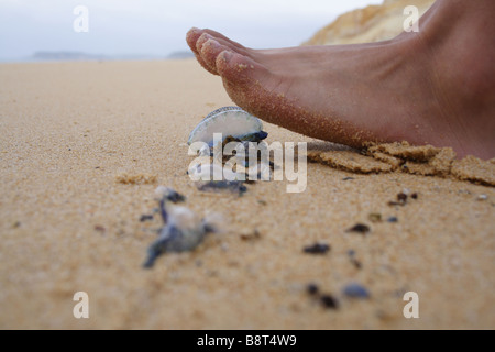 Ein Fuß zu stehen auf einer Qualle. Stockfoto