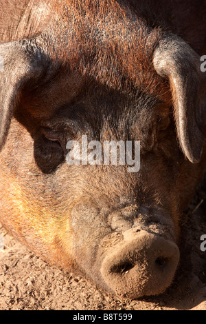 Porträt eines Schweins ein Nickerchen. Stockfoto