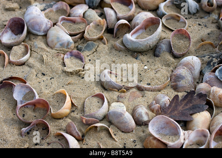 Nahaufnahme von Muscheln am Strand von Bournemouth Stockfoto