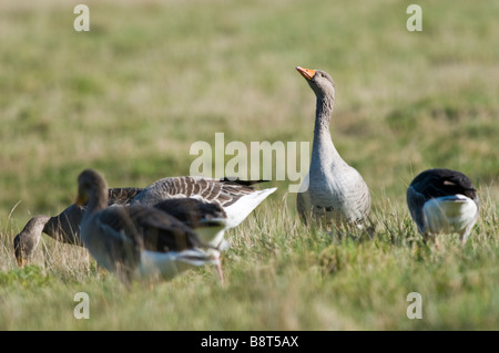 Graugans Ausschau zu halten, während der Rest der Herde ernähren Stockfoto