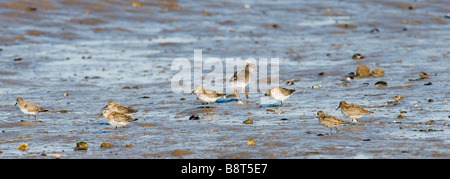 Herde von Alpenstrandläufer Fütterung im Wattenmeer Stockfoto