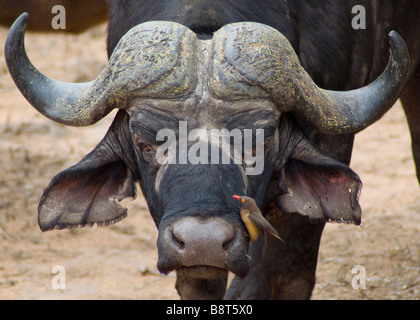 Afrikanische oder Kaffernbüffel (Syncerus Caffer) mit Redbilled Oxpecker (Buphagus Erythrorhynchus)-Krüger Nationalpark-Südafrika Stockfoto