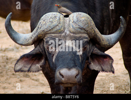 Afrikanische oder Kaffernbüffel (Syncerus Caffer) mit Redbilled Oxpecker (Buphagus Erythrorhynchus)-Krüger Nationalpark-Südafrika Stockfoto