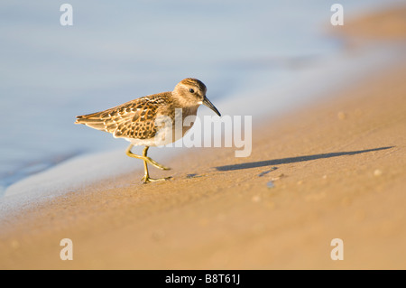 Wenigsten Sandpiper auf einer Küstenlinie von Lake Superior Stockfoto