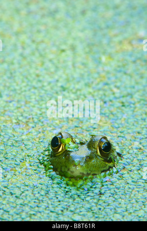 Grüner Frosch in einem Wasserlinsen Teich getaucht Stockfoto