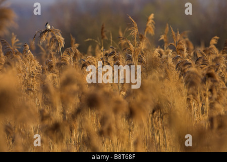 Reed Bunting (Emberiza Schoeniclus), bei Reed Zone, Deutschland Stockfoto