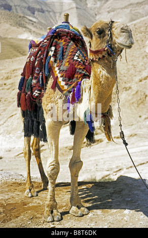 Baktrischen Kamel, zwei bucklig Kamel (Camelus Bactrianus), Kamel in der Wüste Negev, Israel Stockfoto