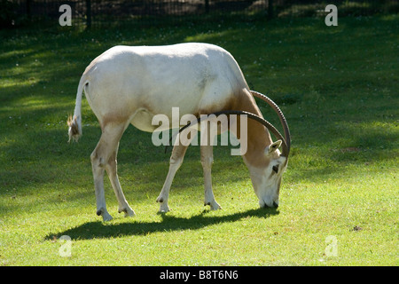 Wandern auf dem grünen Rasen in sonnigen Tag Krummsäbel. Stockfoto