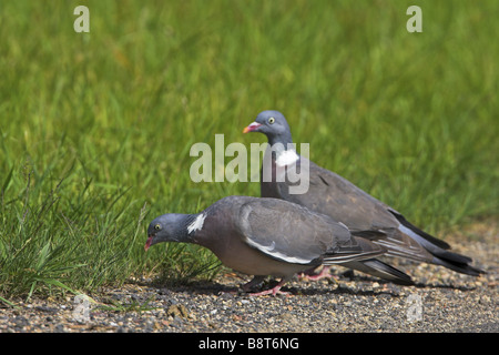 Ringeltaube (Columba Palumbus), zwei Individuen, die Nahrungssuche auf dem Boden, Deutschland Stockfoto