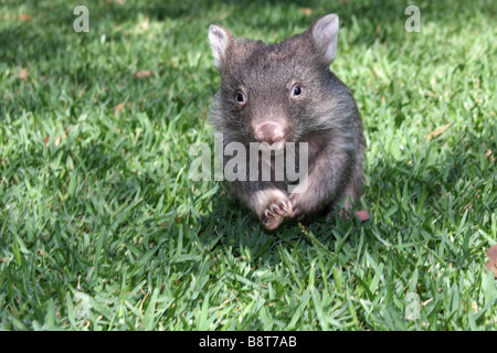 Captive Wombat Kleinkind laufen Stockfoto