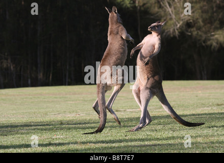 Östliche graue Kängurus kämpfen Stockfoto