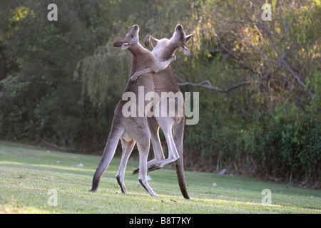 Östliche graue Kängurus kämpfen Stockfoto