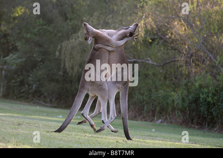 Östliche graue Kängurus kämpfen Stockfoto