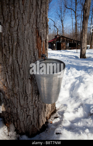 Eimer und tippen Sie auf Ahornbaum mit Zuckerhütte im Hintergrund Stockfoto