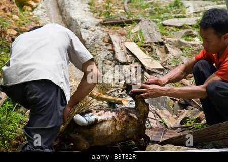 Röstung ein Lamm in Ping'an Dorf in der Nähe von Longsheng, Guanxi Provinz, China Stockfoto