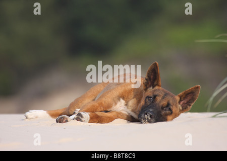 reine Dingo Verlegung auf einer Sanddüne Stockfoto