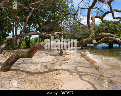 Strand auf der Rio Tapajos in Jamaraqua. Floresta Nacional do Tapajos, in der Nähe von Santarem, Para Zustand, Brasilien. Stockfoto