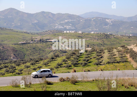 Olivenhain. Bäume wachsen entlang einer Straße in der Nähe von Zafarraya in der andalusischen Landschaft nördlich von Malaga Südspanien Stockfoto