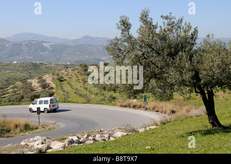 Olivenhain. Bäume wachsen entlang einer Straße in der Nähe von Zafarraya in der andalusischen Landschaft nördlich von Malaga Südspanien Stockfoto