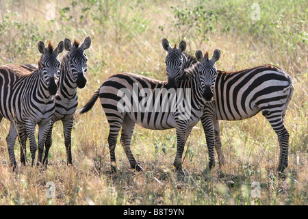 Gruppe der Zebras in der Savanne Stockfoto