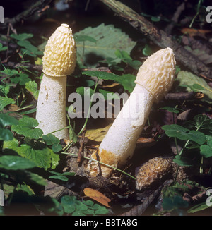 gemeinsame Stinkmorchel / Phallus Impudicus Stockfoto
