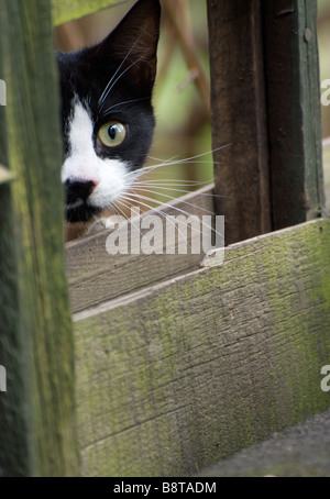 Hauskatze hinter Gartenzaun Stockfoto