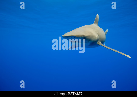 USA Hawaii Big Island Unterwasser Ansicht des ozeanischen White Tip Shark Carcharhinus Longimanus Schwimmen im Pazifischen Ozean Stockfoto