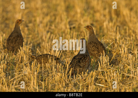 Rebhuhn (Perdix Perdix), Gruppe mit Küken, Nahrungssuche in einem Stoppelfeld, Deutschland Stockfoto