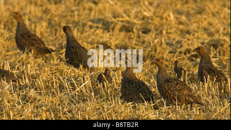 Rebhuhn (Perdix Perdix), Gruppe mit Küken, Nahrungssuche in einem Stoppelfeld, Deutschland Stockfoto