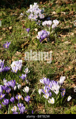 Schneeglöckchen blühen in einem Feld (c) Marc Jackson Photography Stockfoto