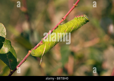 Eyed Hawk Moth Smerinthus Ocellata Sphingidae Raupe auf fahl UK Stockfoto