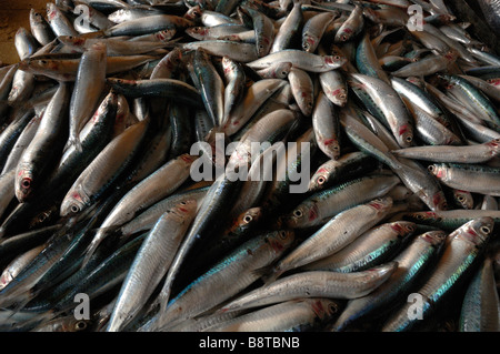 Fisch Hering Familie Semporna nassen Fisch Markt Semporna Sabah Malaysia Borneo Süd-Ost-Asien Stockfoto
