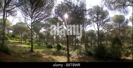 Kiefernwälder in Los Canos de Meca, in der Nähe von Kap Trafalgar, Andalusien, Spanien Stockfoto