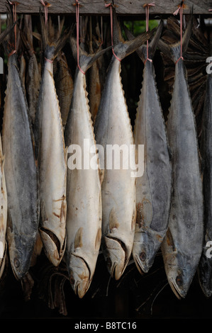 Getrockneten Thunfisch Aufhängen in Markt stall getrockneter Fischmarkt Semporna Sabah Malaysia Borneo Süd-Ost-Asien Stockfoto