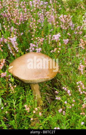 Braun Birch Bolete, Leccinum Scabrum, Pilzen oder Fliegenpilz wächst unter Ling Heather, Calluna Vulgaris, in Schottland. Stockfoto