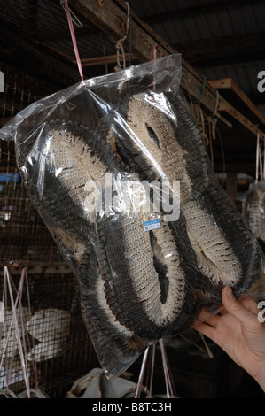 Getrocknete Fischmarkt Semporna Sabah Malaysia Borneo Süd-Ost-Asien Stockfoto