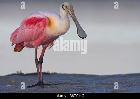 rosige Löffler (Ajaia Ajaia), stehend auf dem Ufer, USA, Florida Stockfoto