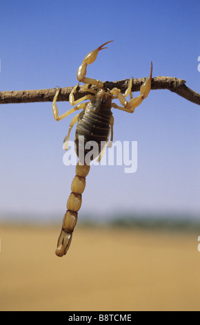 Skorpion hängt an einem Holzstab, Libyen Stockfoto