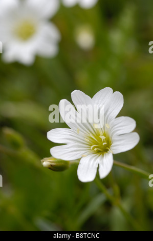 Feldmaus-Ohr, auch bekannt als Feld Stitchwort, Cerastium Arvense, Wildblumen, Ötztal-Tal, Tirol, Österreich Stockfoto